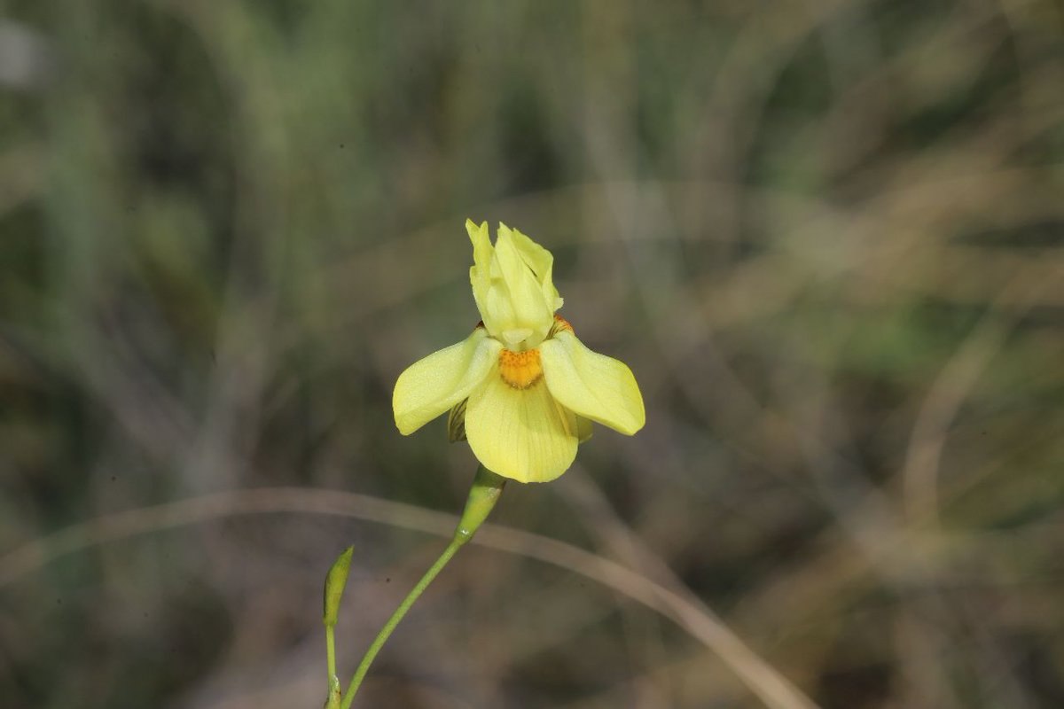 Renosterveld's tweet image. #Spring is around the corner in the #Overberg… ☀️🌼 And thanks to some sunny days, it’s already here in some spots of #Renosterveld! As the weather warms up, keep an eye out for these breathtaking species – all featured in our handy #ORCT Field Guide: bit.ly/3BS3Gfz