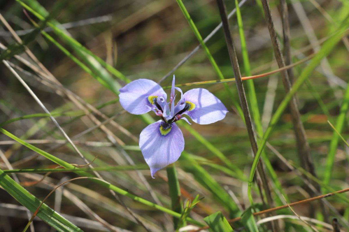 Renosterveld's tweet image. #Spring is around the corner in the #Overberg… ☀️🌼 And thanks to some sunny days, it’s already here in some spots of #Renosterveld! As the weather warms up, keep an eye out for these breathtaking species – all featured in our handy #ORCT Field Guide: bit.ly/3BS3Gfz