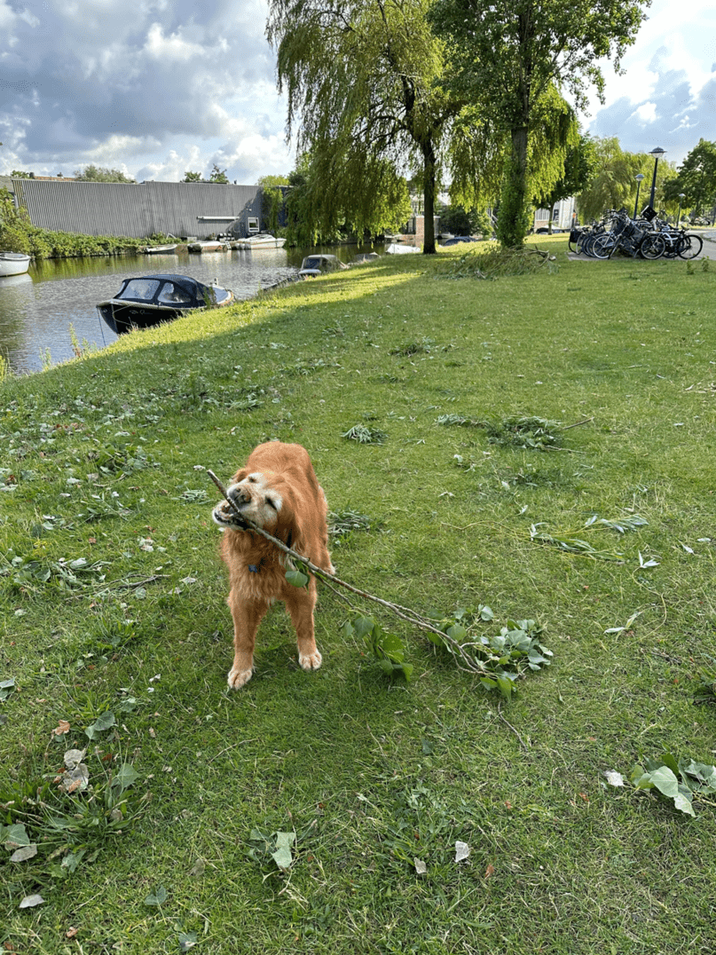 LifeAtGuerrilla's tweet photo. The weekend is (pretty much) here! Take your cue from Kukui and enjoy playtime π²
#PetsofGuerrilla https://t.co/k9CCTR7fBl