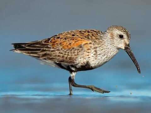 dictionarypod's tweet photo. The #DunlinBird is on the hunt.
I wonder if it’s related to (sand)Piper from that @Pixar short.
#bird #birds #thedictionary #words #wordnerds #podcast #dictionary #wordnerd #podcasting #books #geek #geeky #nerd #smart #book #word #dailypodcast #edutainment #dunlin #dunlins https://t.co/paSGMmiS8Q