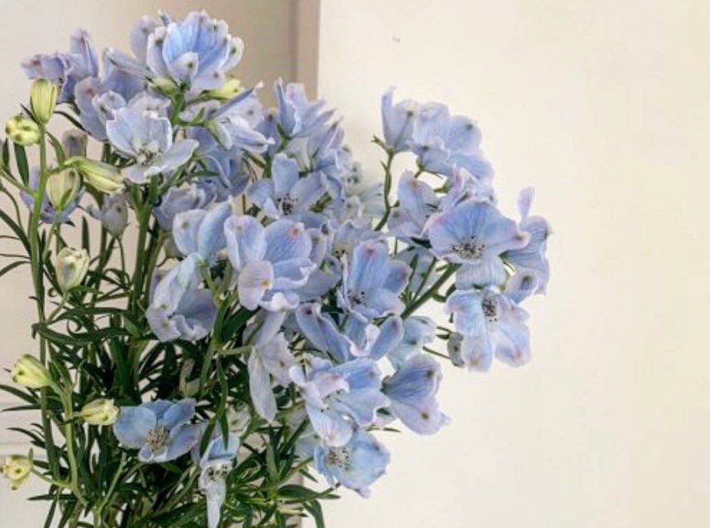 itmydefinition's tweet image. กรกฎาคมคือเดลฟิเนียม (น.)
หมายถึง คุณเป็นคนใส่ใจและแคร์คนรอบข้างมาก คอยสังเกตคนอื่นเสมอ บางครั้งคิดมากเกินไปทั้งที่ก็ไม่ได้มีอะไร ไม่ค่อยชอบยุ่งกับใครก่อน เพราะขี้เขิน ไม่ตัดสินใครง่ายๆ ไม่อยากพลาดโอกาสเลยทุ่มกับมันเต็มที่ ‘พยายามเข้าล่ะ เธอจะทำได้แน่’