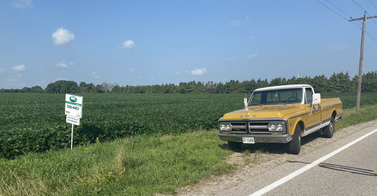 Happy #FieldFriday!   Vacation week for me but can’t stop admiring this field of <a href="/NKSeedsCanada/">NK® Seeds Canada</a> S28-H4E3, when out for a tour in my old truck. #71GMC-3/4T