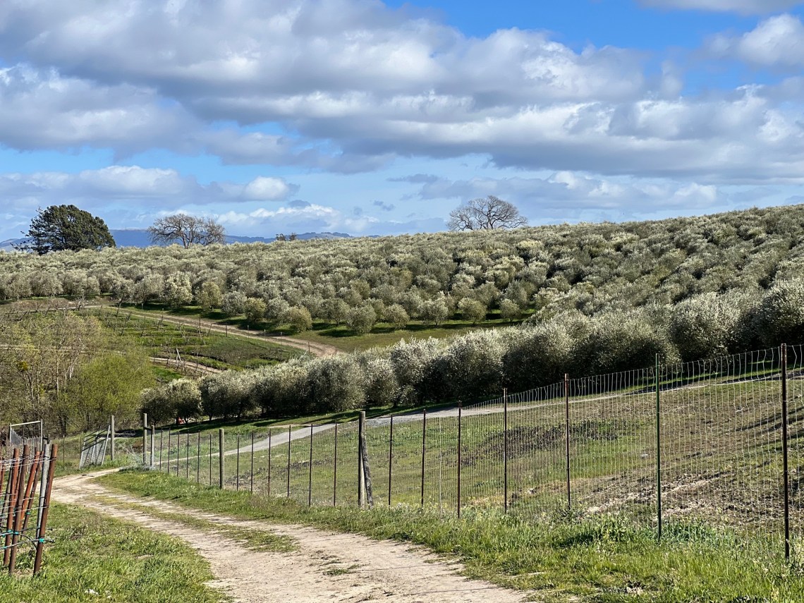 My visit with #SonomaCounty was inspiring. To see a region so dedicated to showcasing #sustainabletravel initiatives was a breath of fresh air. Here is my article from the blog that highlights a few of my favorite moments. buff.ly/44Xear8