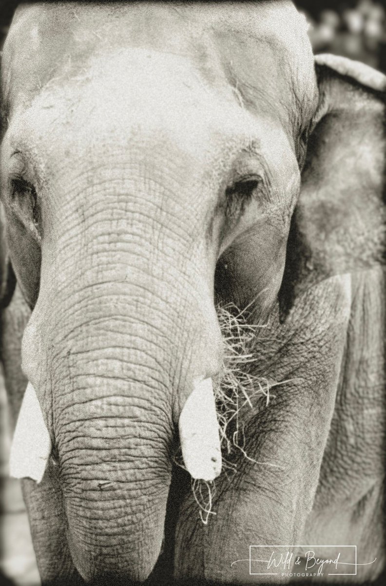 Happy Friday! Love these gentle giants. 🩷 Any 'big' plans for the weekend? (See what I did there?)
***
#asianelephant #elephant #photography  #blackandwhitephotography #wildlifephotography #wildandbeyondphotography