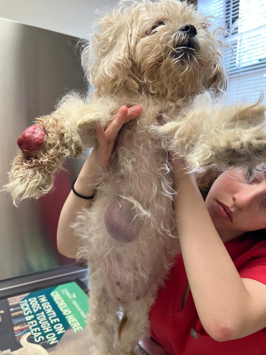 This is Buffy. She arrived at the shelter with several tumors, matted fur, and other signs of extreme neglect. She needs immediate surgery to remove the masses on her chest and paw. You can help Buffy feel better below ❤️‍🩹

links.weratedogs.com