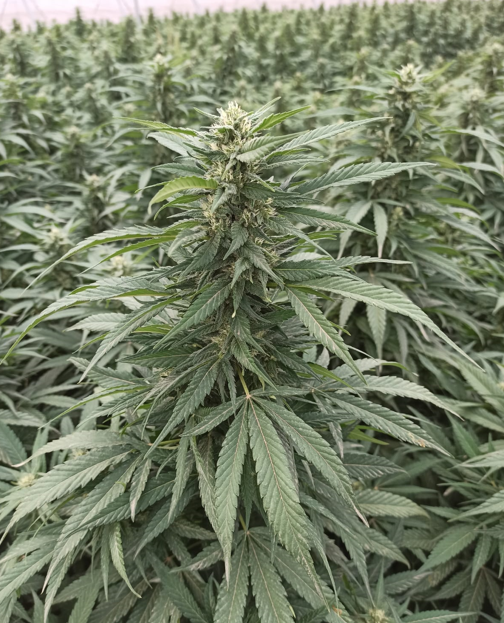 hanfguru's tweet photo. @multitalentfrey Jo, die haben #Angst, da sie uns zu lange mit ihren #LΓGEN ΓΌber #Cannabis #ANGELOGEN haben, das wissen DIE genau! #WeedOfWisdom #Ganja das heilige Kraut #CannabisLegalisierung #Weed #HealingOfTheNation https://t.co/RRtNOfmyh0