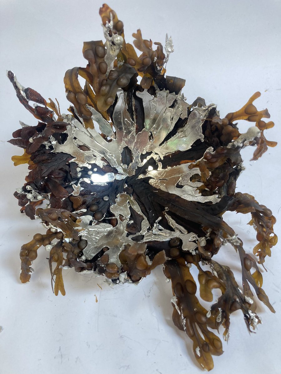 Loving the way this new experiment has turned out. Have used seaweed which I collected from my local beach in #littlehampton and then I preserved in glycerine so in theory should last indefinitely.
🌊🪸🐚

#pewtersculpture #seaweed #littlehamptonbeach #onthebench