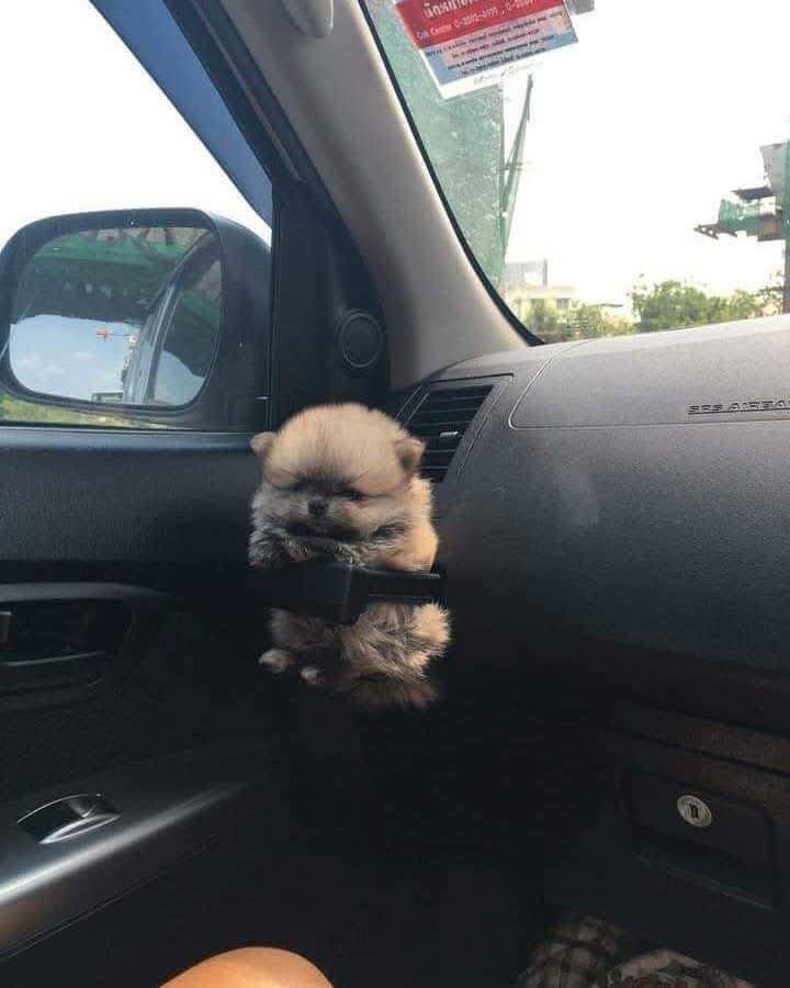 twaniimals's tweet photo. https://t.co/uvUXOx5q3e