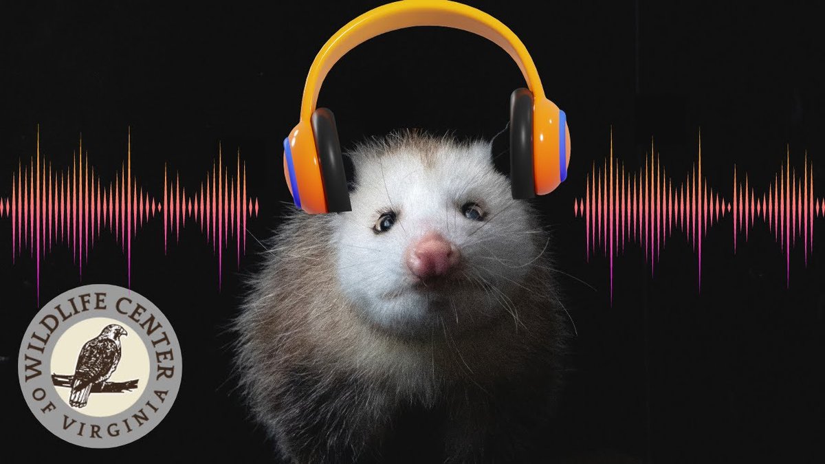 Hello, target audience. We know what you want. This tweet is for you. buff.ly/45bjRRR #Opossums #LoFi