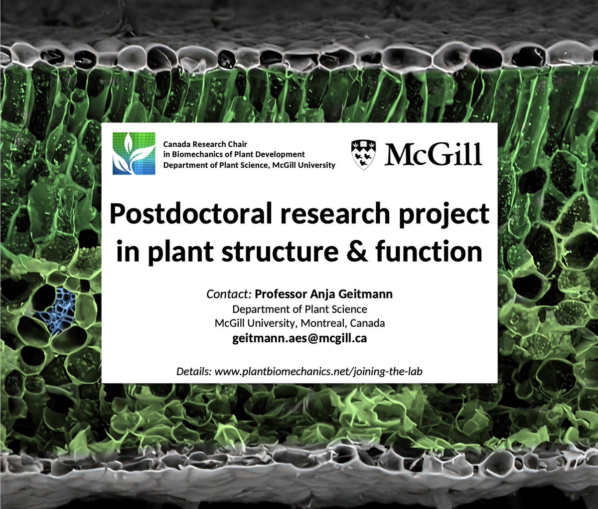 Geitmann Lab (@geitmannlab) on Twitter photo Postdoc opportunity in plant structure and function in #Montreal, #Canada
plantbiomechanics.net/joining-the-lab
Please RT
<a href="/plantpostdocs/">PlantPostdocs (@plantpostdocs.bsky.social)</a> <a href="/PostdocJobs/">PostdocJobs.com</a>
#PlantSciJobs #plantpostdocs #ScienceJobs #scijobs #jobsSCI #postdoc
<a href="/ASPB/">ASPB</a> <a href="/ASPB_ECPS/">ASPB Early Career Plant Scientists Section</a> <a href="/cspbscbv/">CSPB/SCBV</a> <a href="/PlantSciDBG_en/">German Society for Plant Sciences (DBG)</a> <a href="/sci_plant/">Plant Science</a> Postdoc opportunity in plant structure and function in #Montreal, #Canada
plantbiomechanics.net/joining-the-lab
Please RT
<a href="/plantpostdocs/">PlantPostdocs (@plantpostdocs.bsky.social)</a> <a href="/PostdocJobs/">PostdocJobs.com</a>
#PlantSciJobs #plantpostdocs #ScienceJobs #scijobs #jobsSCI #postdoc
<a href="/ASPB/">ASPB</a> <a href="/ASPB_ECPS/">ASPB Early Career Plant Scientists Section</a> <a href="/cspbscbv/">CSPB/SCBV</a> <a href="/PlantSciDBG_en/">German Society for Plant Sciences (DBG)</a> <a href="/sci_plant/">Plant Science</a>