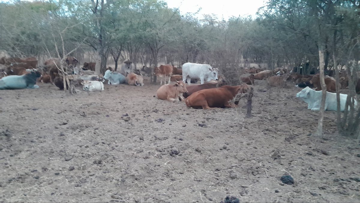 cattle_davis's tweet photo. Last evening....its satisfying to see them rest like this after grazing in the dry season. Good suggestion they are full. https://t.co/XsRxJKw1j4