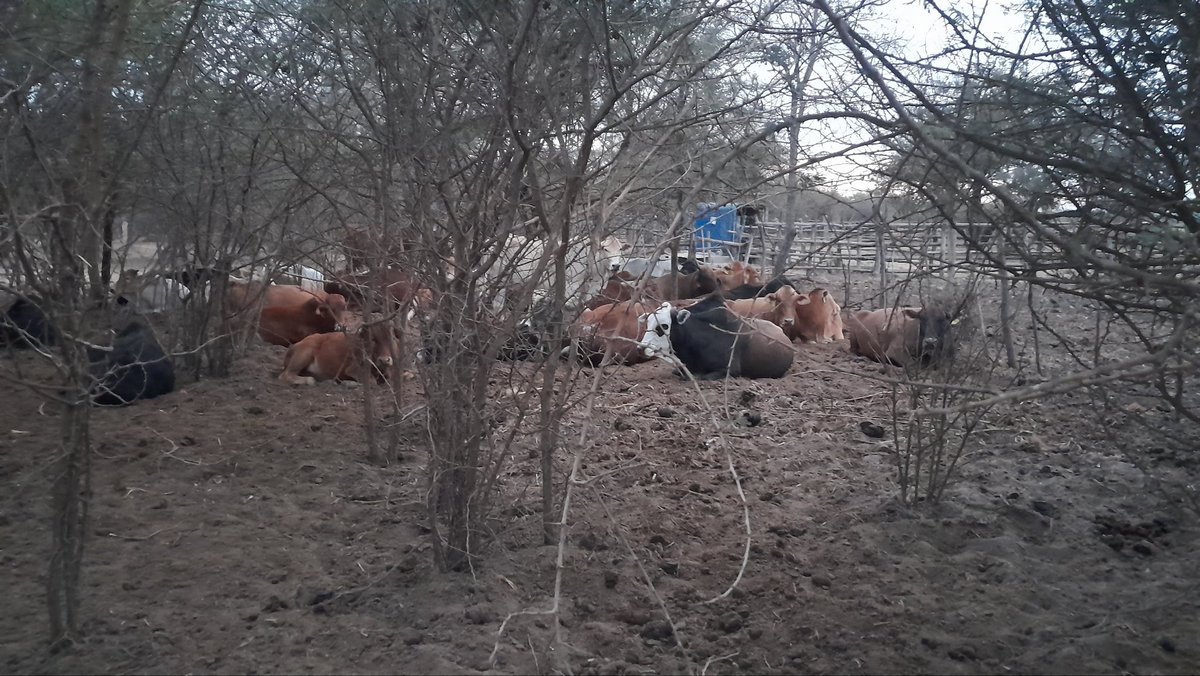 cattle_davis's tweet photo. Last evening....its satisfying to see them rest like this after grazing in the dry season. Good suggestion they are full. https://t.co/XsRxJKw1j4