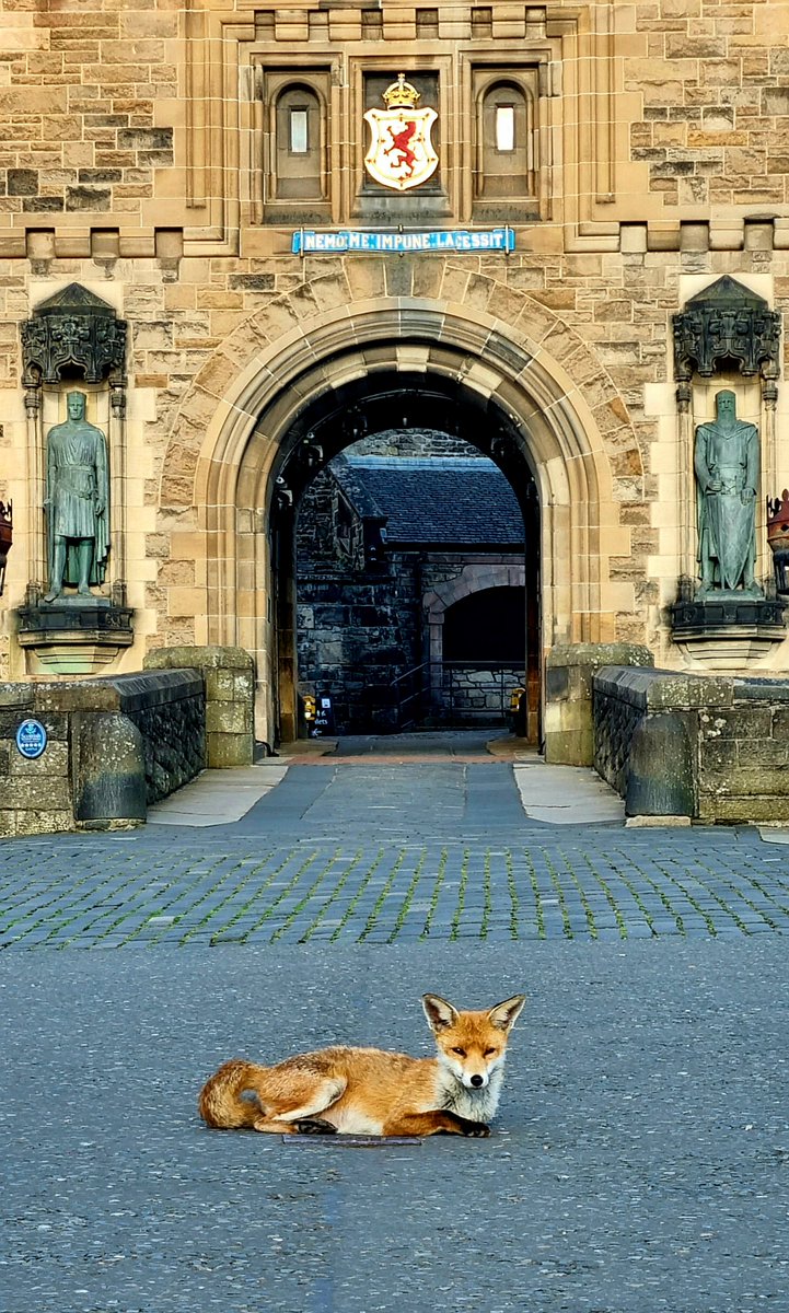 👀Look who was guarding the castle this morning, keeping everything safe until you all arrive! Thanks to our colleague Jamie for snapping the castle fox 📸