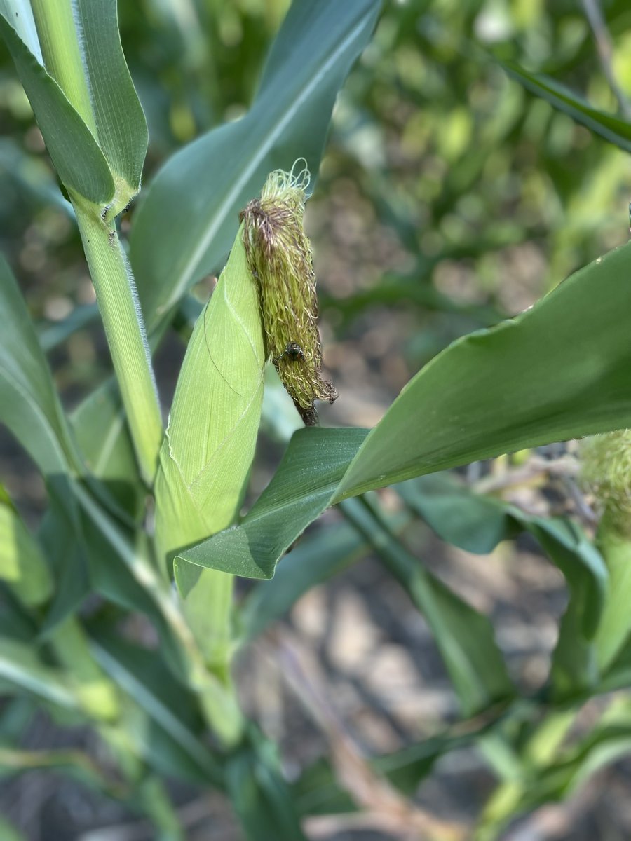 ChuckGrassley's tweet photo. IOWA #cornwatch https://t.co/Pb6biNEIg2
