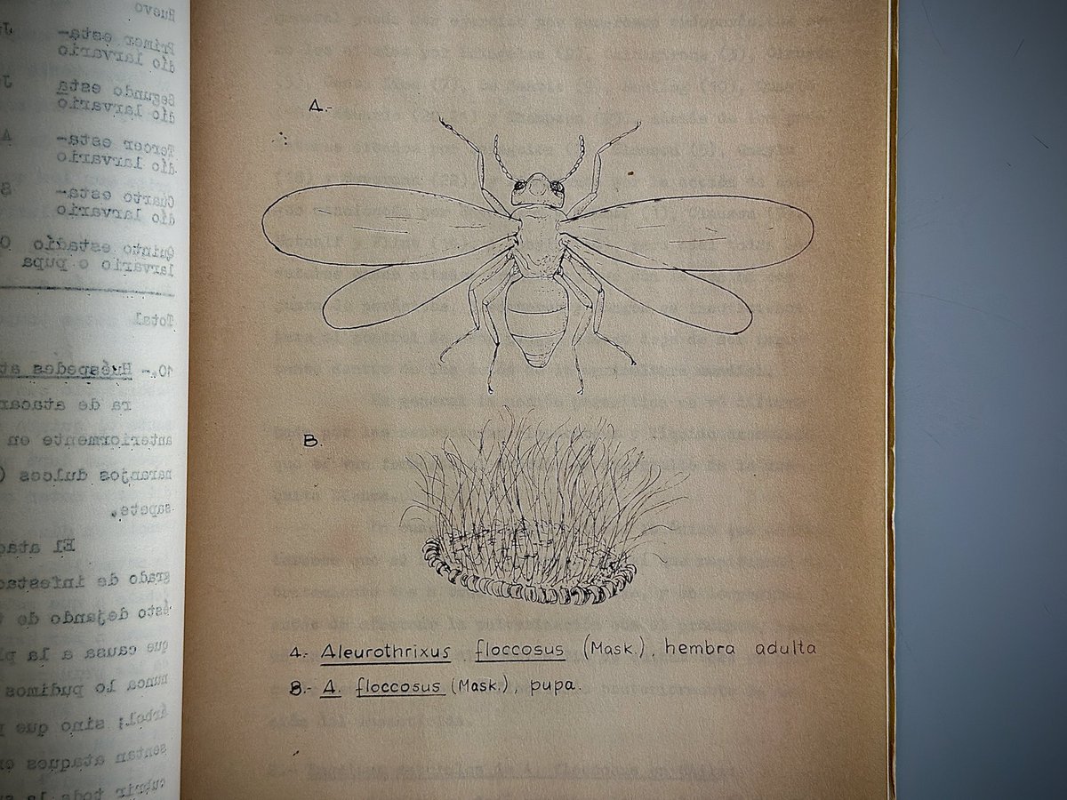 AgroPUCV's tweet photo. 📖¿Sabías que en la biblioteca de nuestra Escuela se encuentran tesis históricas?

🪰Nos vamos acercando a los 60 años de Agronomía PUCV y hoy te presentamos la tesis de Javier Arrieta Zulueta del año 1965, la cual es la más antigua almacenada en la biblioteca del campus. https://t.co/x2cfeV4TF2
