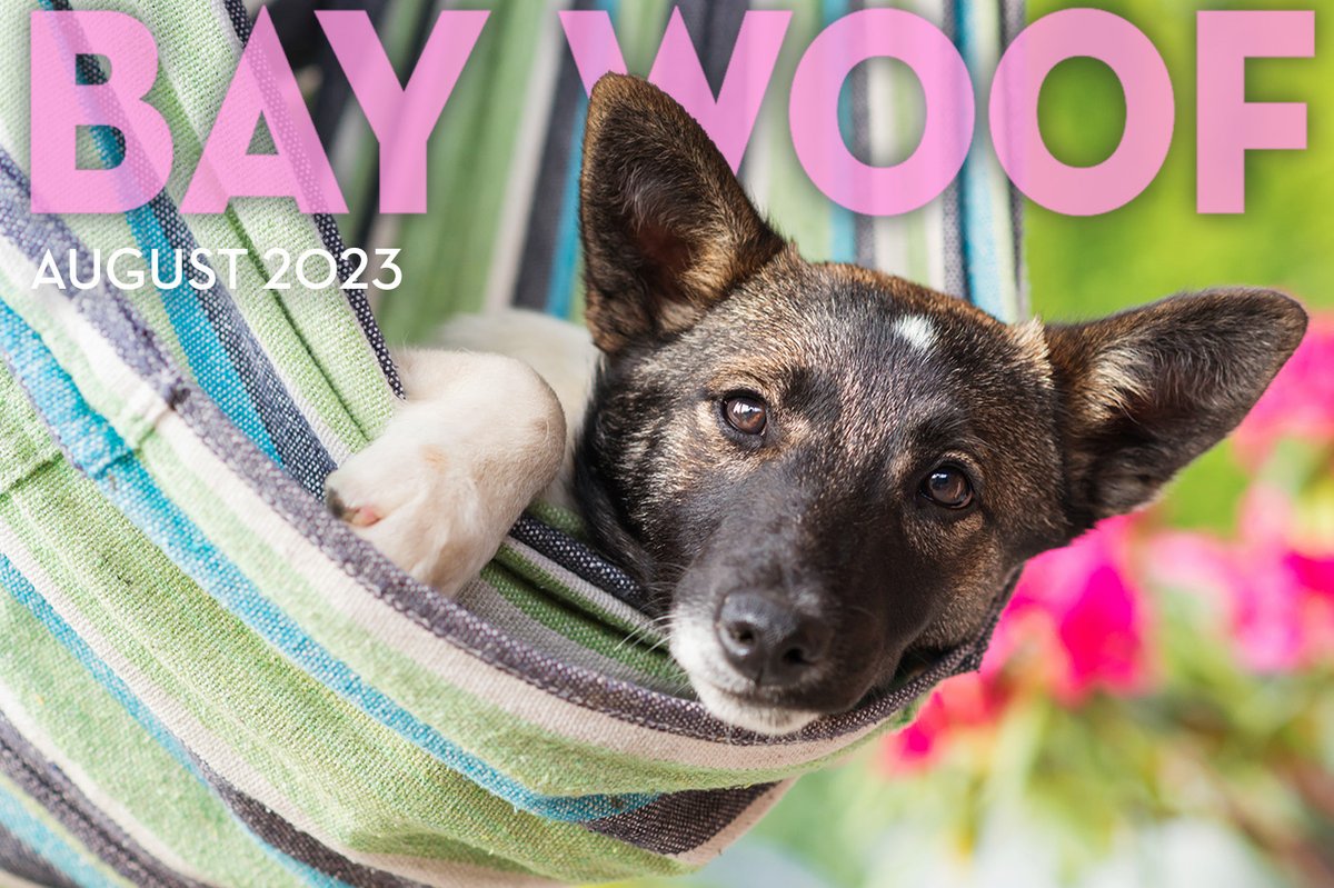 Bay Woof Foundation tweet media