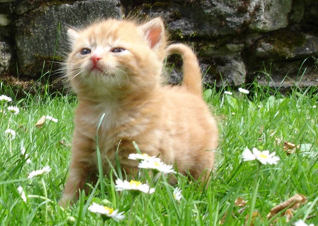 ime th kiinge ov da forrrist,! nobudy mes,sss with mumbler,,!!!!