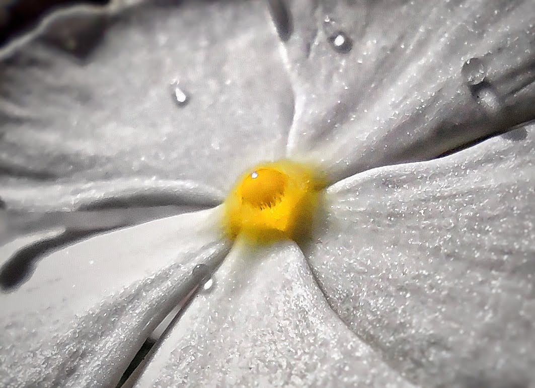 Selective Color... #selectivecolor #Flowers #yelow #blackandwhite #blackandwhitephoto