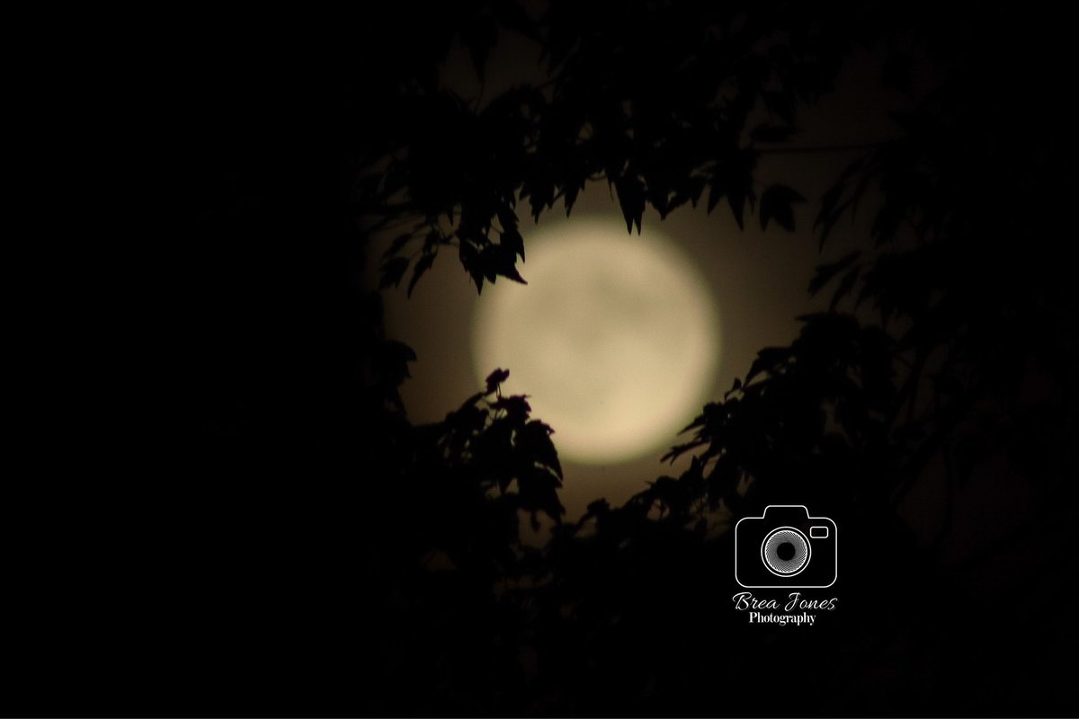 BreasBuzz's tweet photo. The Aug. 1 full moon from my yard. Purchase prints on my Etsy shop: https://t.co/5QRuWm1dpd 

My goal is to sell at least 30 prints this month to raise money for my art fair fundraiser: https://t.co/O3cZi0GM7r. Help by buying a print, donating to my fund, or sharing this post. https://t.co/Have0POAIp