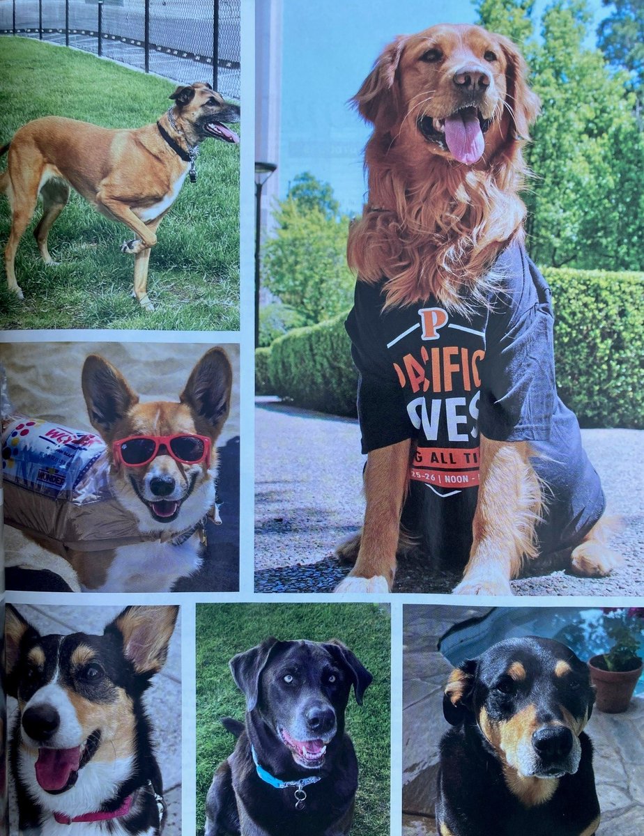 PacificPres's tweet photo. Look who's featured in latest edition of @sanjoaquinmag: It's @UOPacific #FirstDog Cali! Wearing one of her favorite Pacific shirts, Cali poses near Burns Tower in the "Pets on Parade" photo essay, part of the mag's pet-themed Aug edition. #PacificFriday #GoldenRetrievers https://t.co/sI9RJAH8c5
