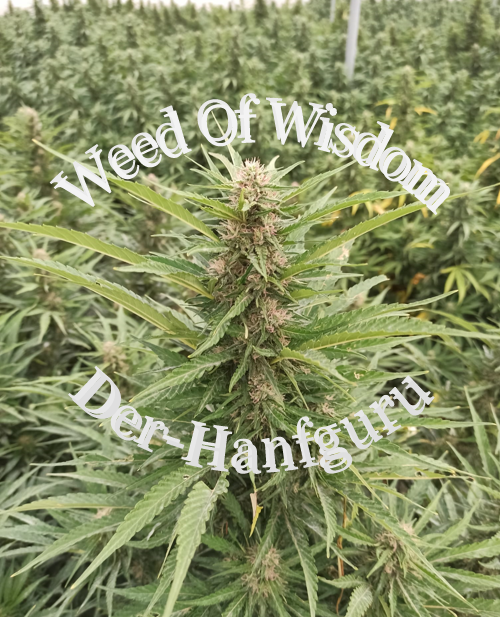 hanfguru's tweet photo. #Cannabis #WeedOfWisdom #GanjaDasHeiligeKraut #CannabisLegalisierung #Weed #HealingOfTheNation #CannabisCultivation #Hanfguru #CannabisHeilung #CannabisIstGesund https://t.co/VYwJvQhHgv