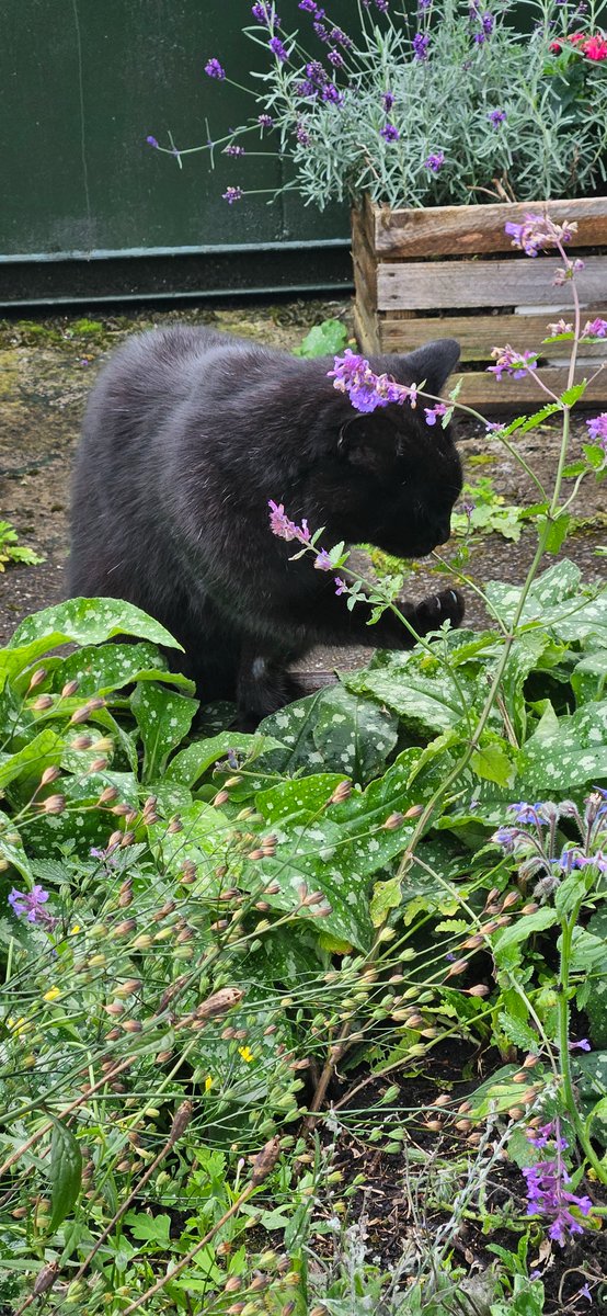 shettlestongrow's tweet image. I knew cats liked the taste of catmint but this cat was licking the leaves for at least half an hour....Seemingly the plant seems to have a magical attraction for the animals and for most cats, catmint leads to a euphoric, hyperactive state.