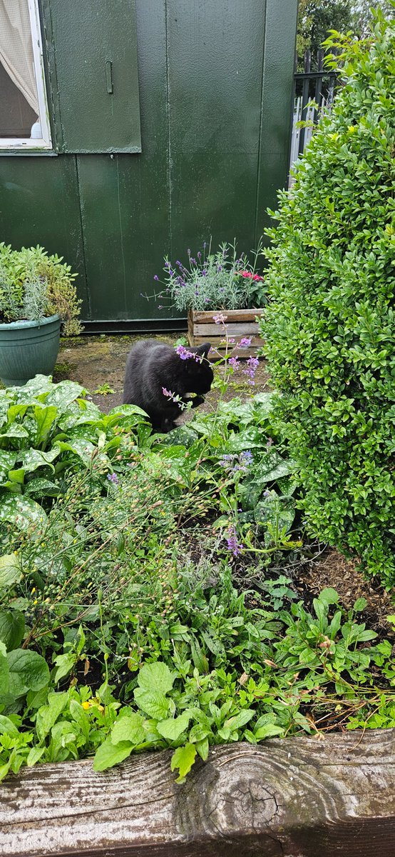 I knew cats liked the taste of catmint but this cat was licking the leaves for at least half an hour....Seemingly the plant seems to have a magical attraction for the animals and for most cats, catmint leads to a euphoric, hyperactive state.