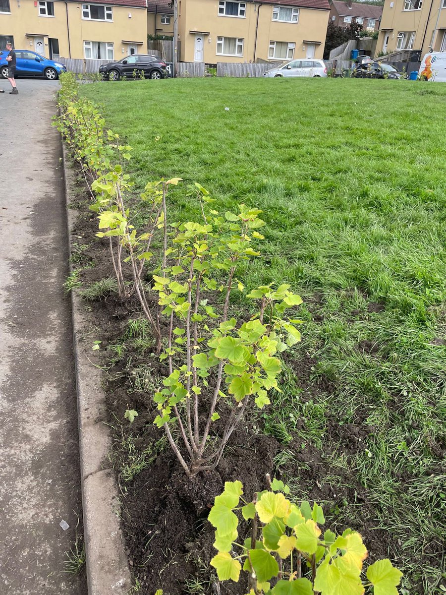 Northern_LilyGM's tweet photo. A pleasure working with @ShaidMushtaq @cllrjennyoldham @LifeforaLifeMF @FirstForFCHO @OldhamCouncil to plant a natural edible currant bush hedge at Age Croft, Alt creating a safer space for children in the area to play.
#NatureBasedSolutions #communityplanting #oldhamhour https://t.co/3VHwJiX4iP
