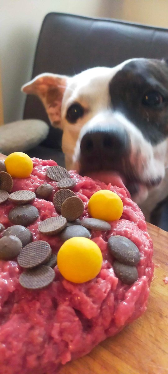 Q___767's tweet photo. @PetsatHome #VIPpetsbirthday Dot patiently waiting to eat her cake. https://t.co/fFLByztRHw