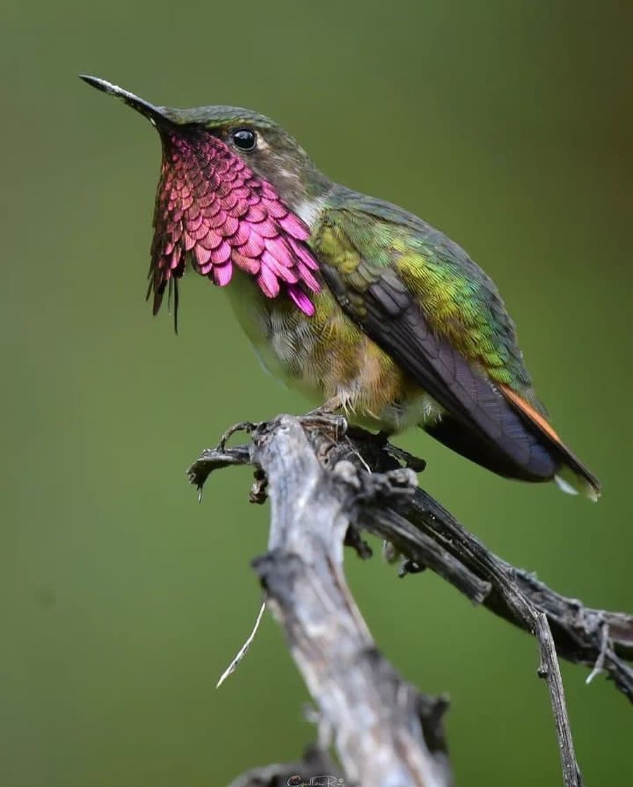 Hummingbird love❤️