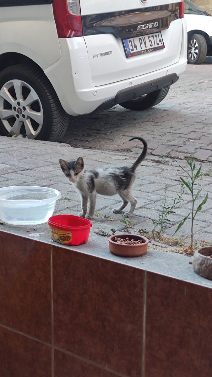 Her yer yavru kedi dolu 😭 kuru mamam bitti, yaş mama zaten alamıyorum. Mama göndermek ister misiniz?