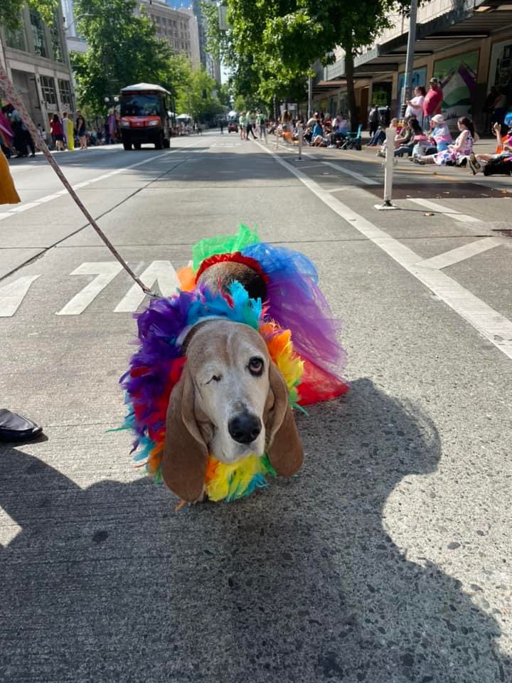 Macy The One Eyed Basset tweet media
