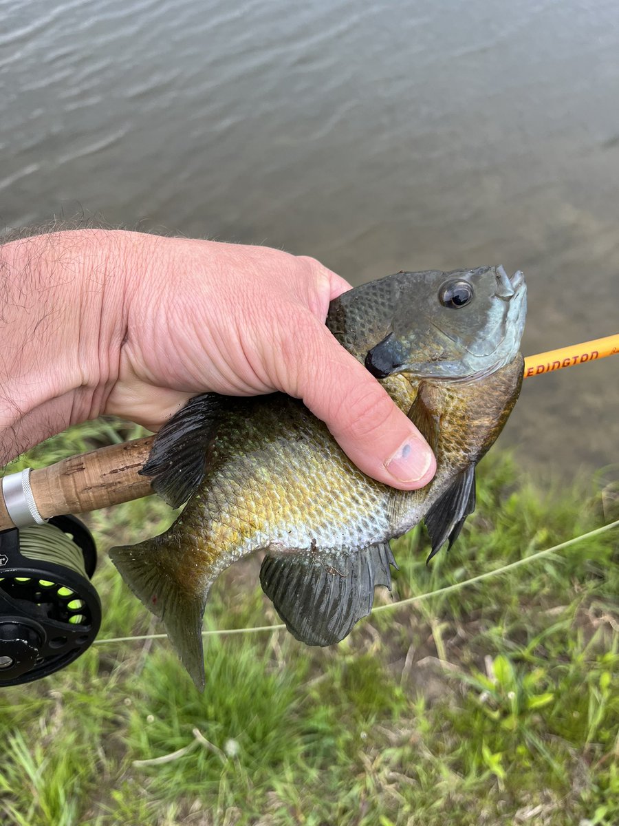 seth_whitacre's tweet photo. @notonlytrout #fishpicfriday https://t.co/LGWg7UQCqe