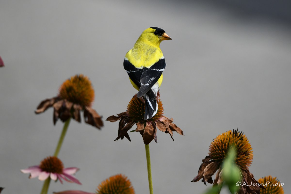 SimplyMeAshlee_'s tweet photo. #photography #dailyphoto #GoodVibesOnly #ajennphoto #ISuckAtTwitter #Nikon #bird #americangoldfinch #BirdsOfTwitter https://t.co/0jdGNxawG8