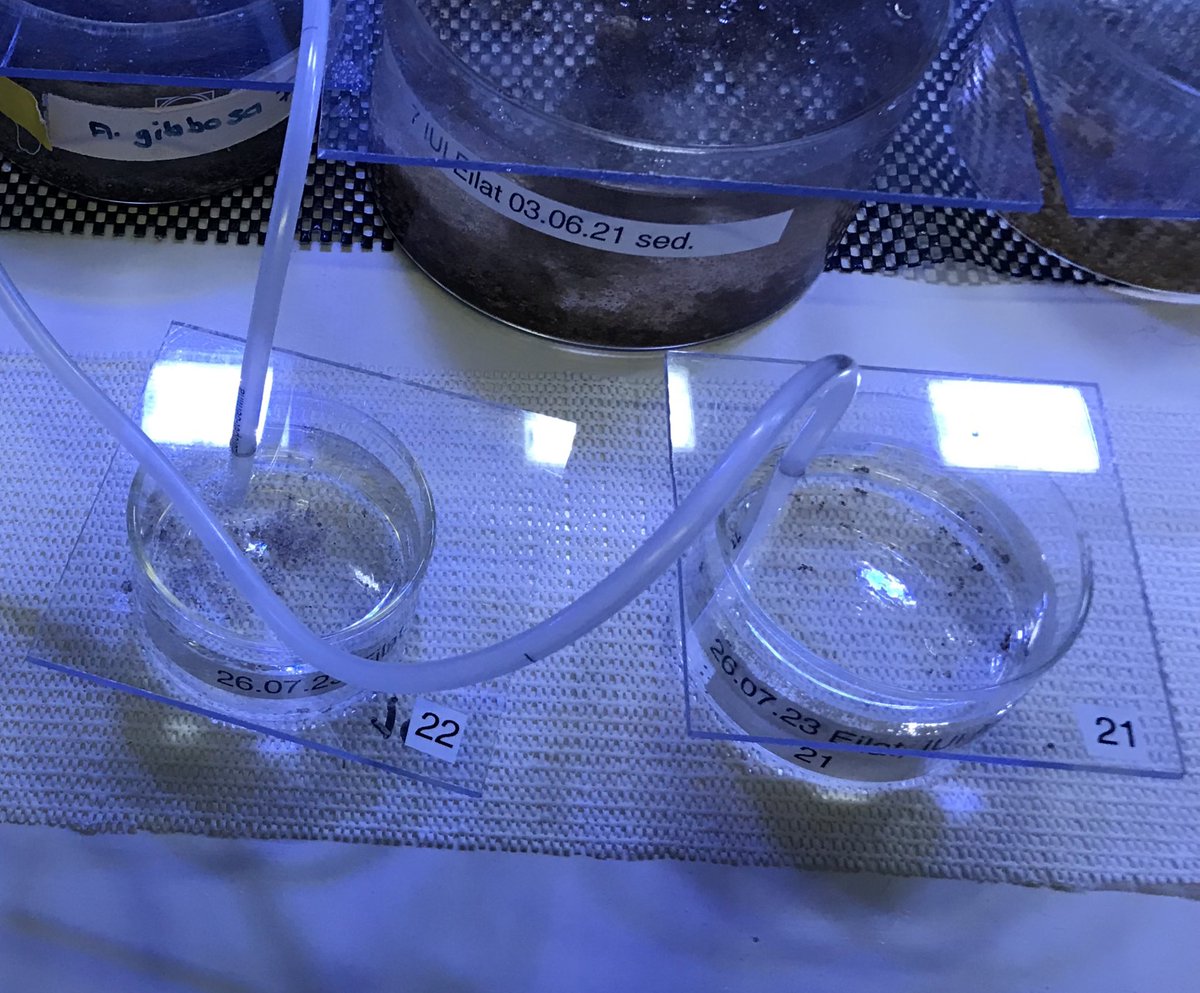 Christiane Schmidt tweet media