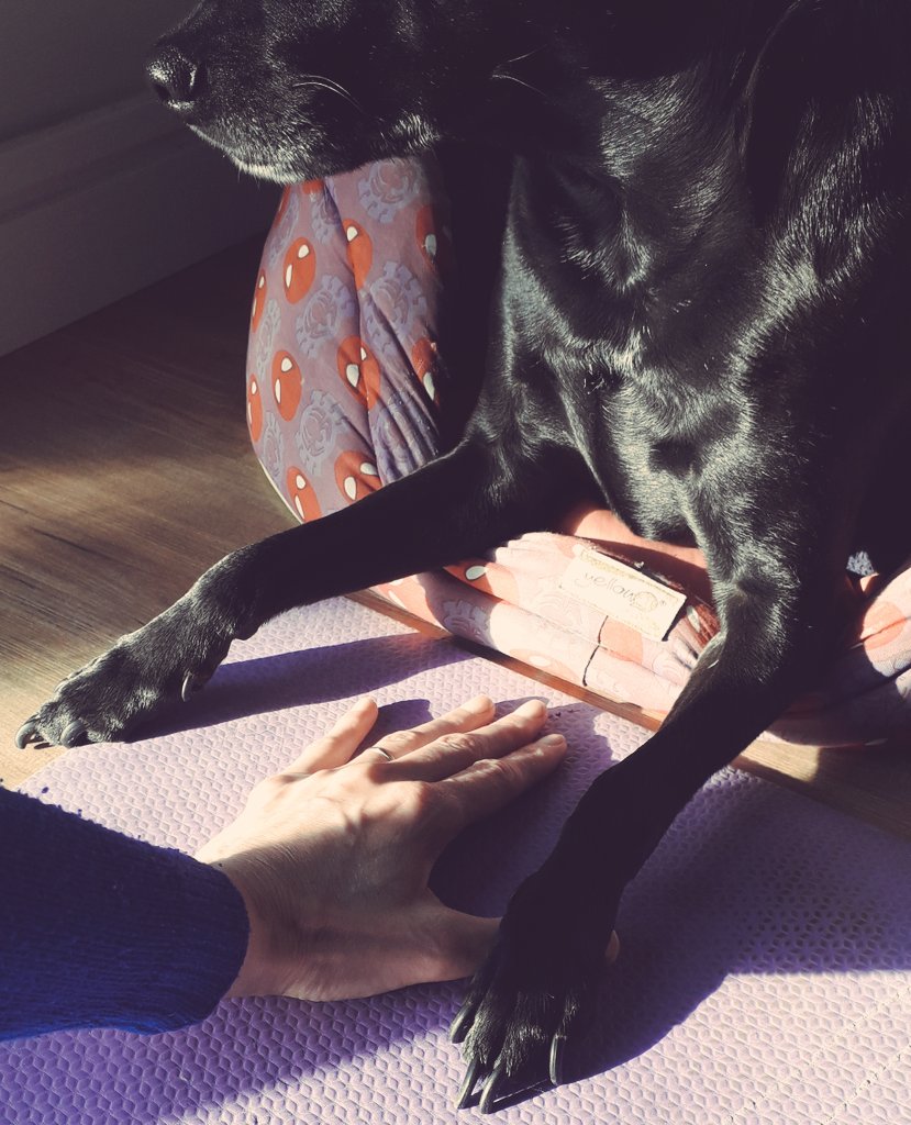 karowerner's tweet photo. vocês também fazem yoga em dupla? 🖤 🐾 https://t.co/56xeMGTDLQ