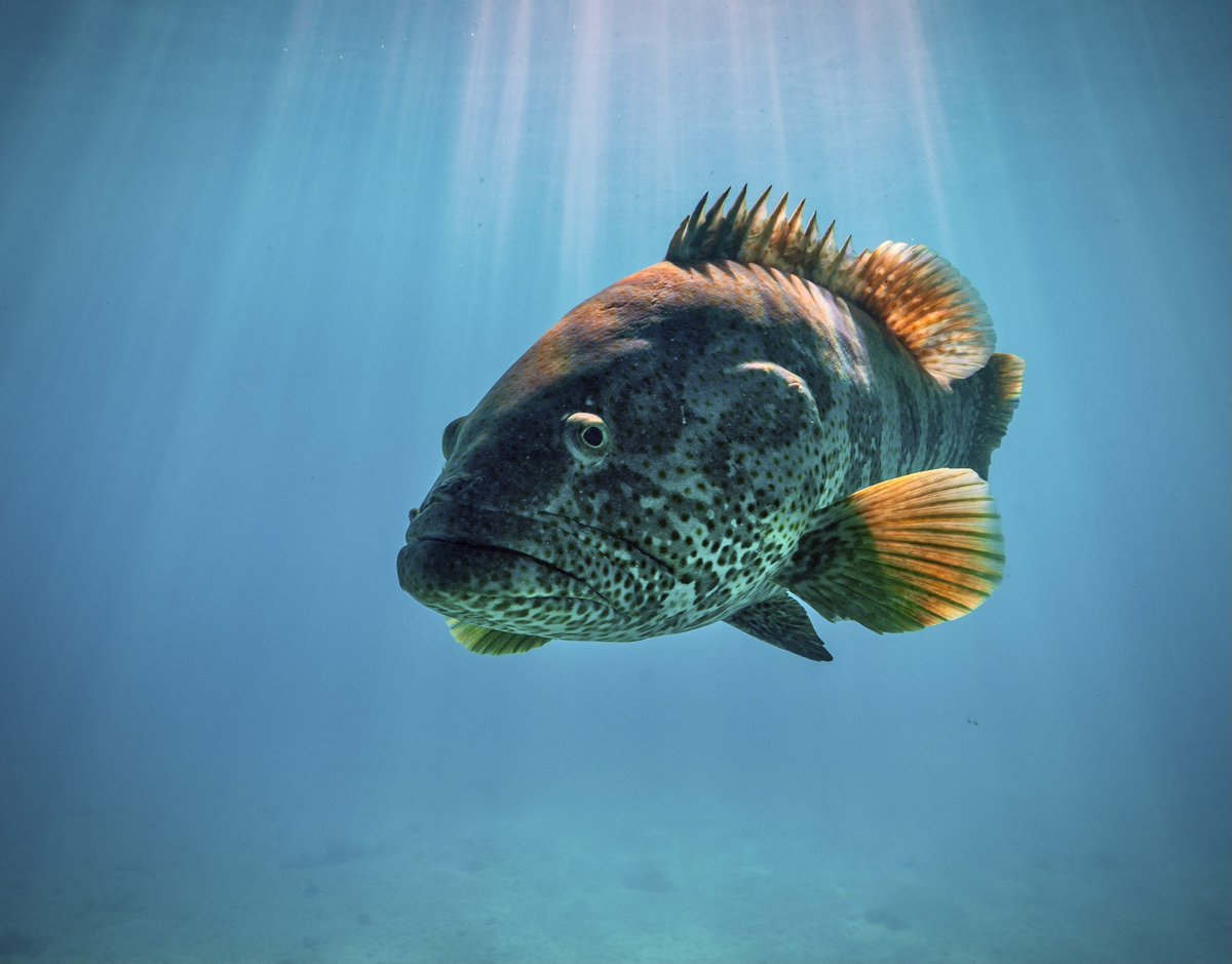 Fredrik Jutfelt @jutfelt.bsky.social (@fredrikjutfelt) on Twitter photo 📣I will soon announce two fully funded PhD positions in fish ecophysiology at <a href="/goteborgsuni/">Göteborgs universitet / University of Gothenburg</a> <a href="/Naturvetenskap/">Naturvetenskap/GU</a>. Start date late this year and I’ll post announcement here.
Tell your friends! 📣 📣I will soon announce two fully funded PhD positions in fish ecophysiology at <a href="/goteborgsuni/">Göteborgs universitet / University of Gothenburg</a> <a href="/Naturvetenskap/">Naturvetenskap/GU</a>. Start date late this year and I’ll post announcement here.
Tell your friends! 📣