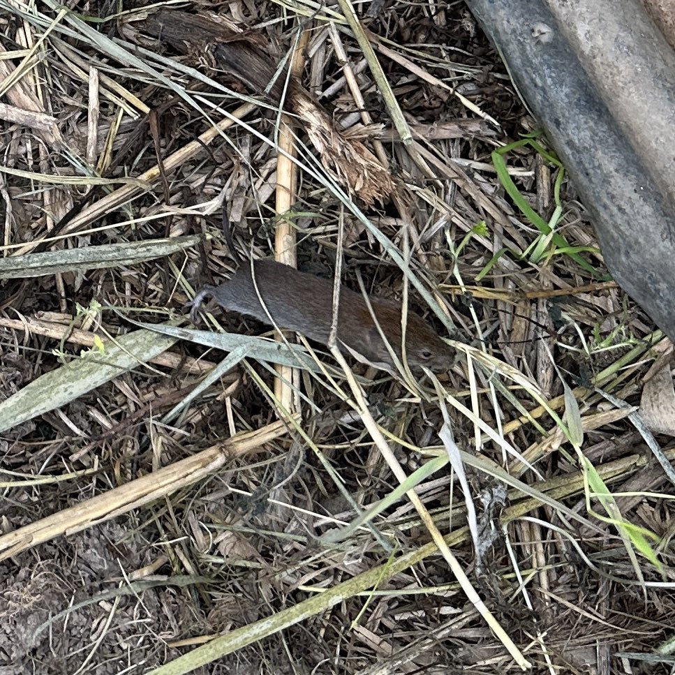 WWT Wild Safari (pm) w @DotJones50 - more Grass Snake action, 4 seen in what looked like 2 m/f pairs. Bank Vole(?) plus Marsh Harrier, 3 Kestrel, Roe Deer & 2 Common Crane
@slimbridge_wild #GlosBirds
🐍 🐍 🐍