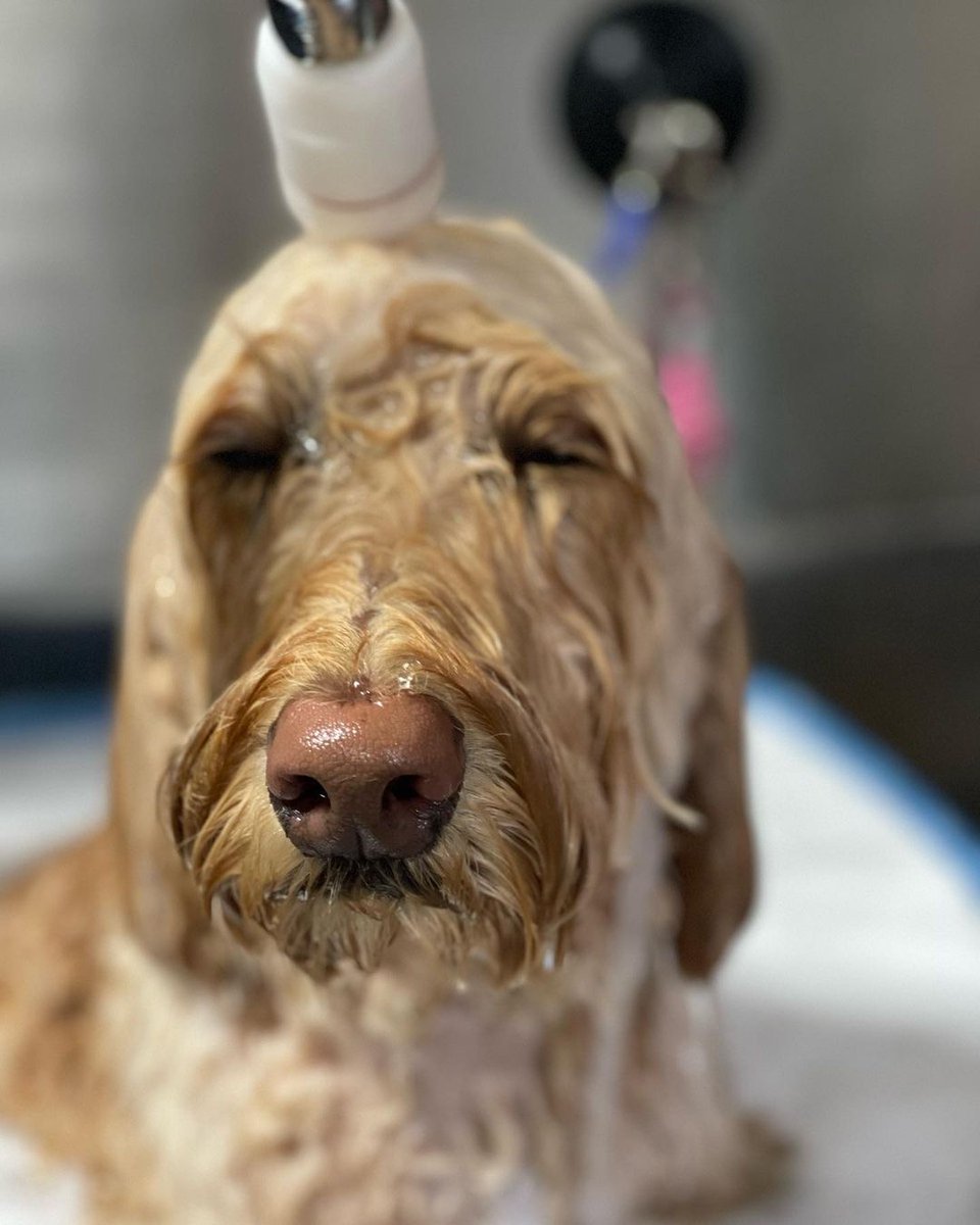 TheraCleanInc's tweet photo. We weren't lying when we said Thera-Clean baths were relaxing 💆

The tiny bubbles produced in our microbubble baths create a gentle and massaging sensation for your furry friend. This can be particularly soothing for dogs with sensitive skin. Photo by @fabfurtown https://t.co/SbQP0NONk6