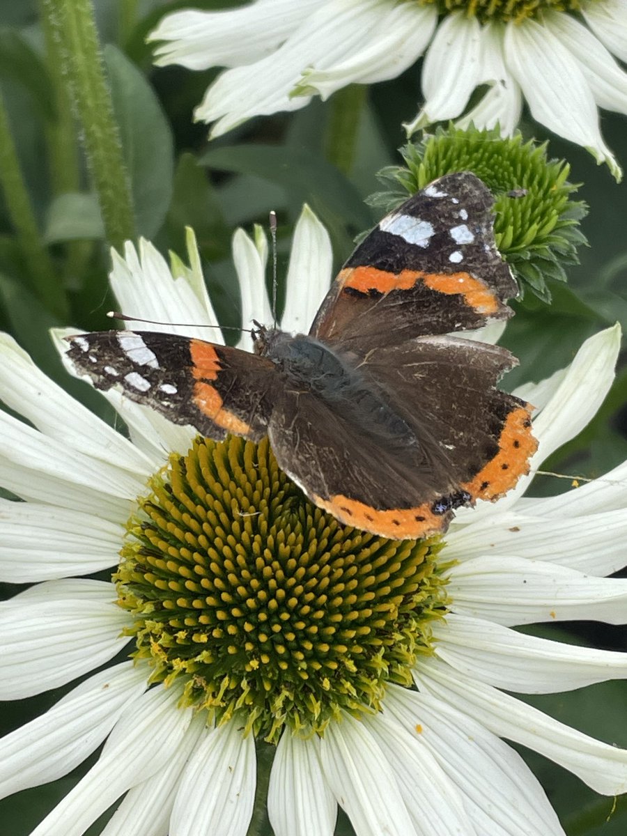 Allensmore Nurseries tweet media