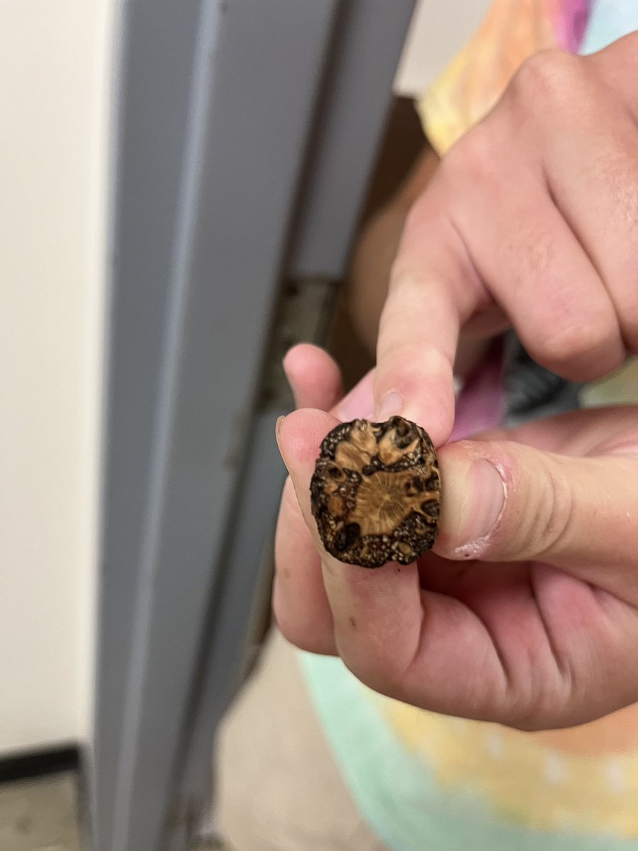 quercus_amanda's tweet photo. Dendrology Prof. Tom came in this morning with a weird oak stick! It was very creative, growing wood and bark inclusions in novel patterns. At first glance it looks like some insect construction, but it’s all wood. Cause is currently a mystery to us! https://t.co/T6AQ9wqBds