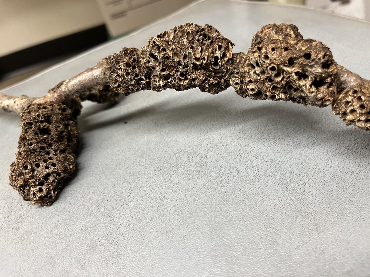 quercus_amanda's tweet photo. Dendrology Prof. Tom came in this morning with a weird oak stick! It was very creative, growing wood and bark inclusions in novel patterns. At first glance it looks like some insect construction, but it’s all wood. Cause is currently a mystery to us! https://t.co/T6AQ9wqBds