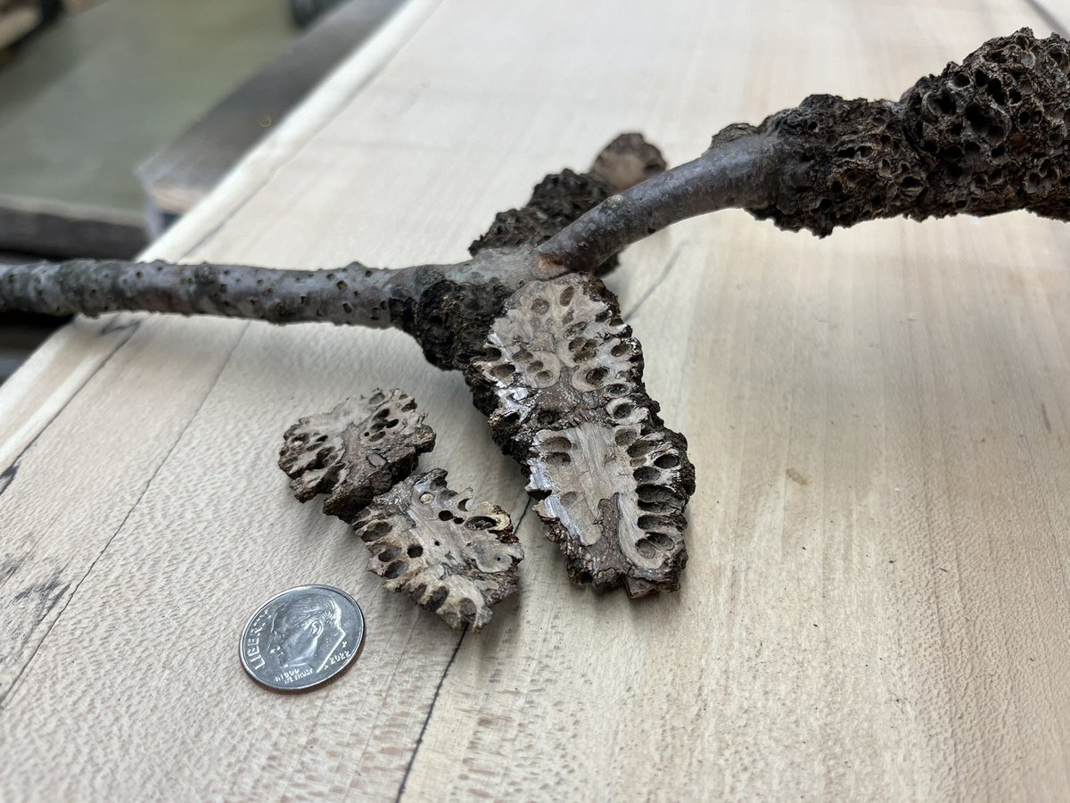 Dendrology Prof. Tom came in this morning with a weird oak stick! It was very creative, growing wood and bark inclusions in novel patterns. At first glance it looks like some insect construction, but it’s all wood. Cause is currently a mystery to us!