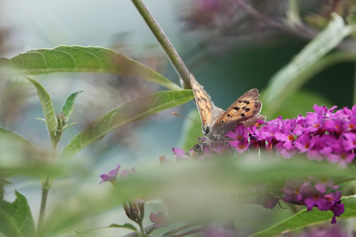 Kleine vuurvlinder! 💃
Op een onmogelijk plekje in de vlinderstruik  #tuintweet
