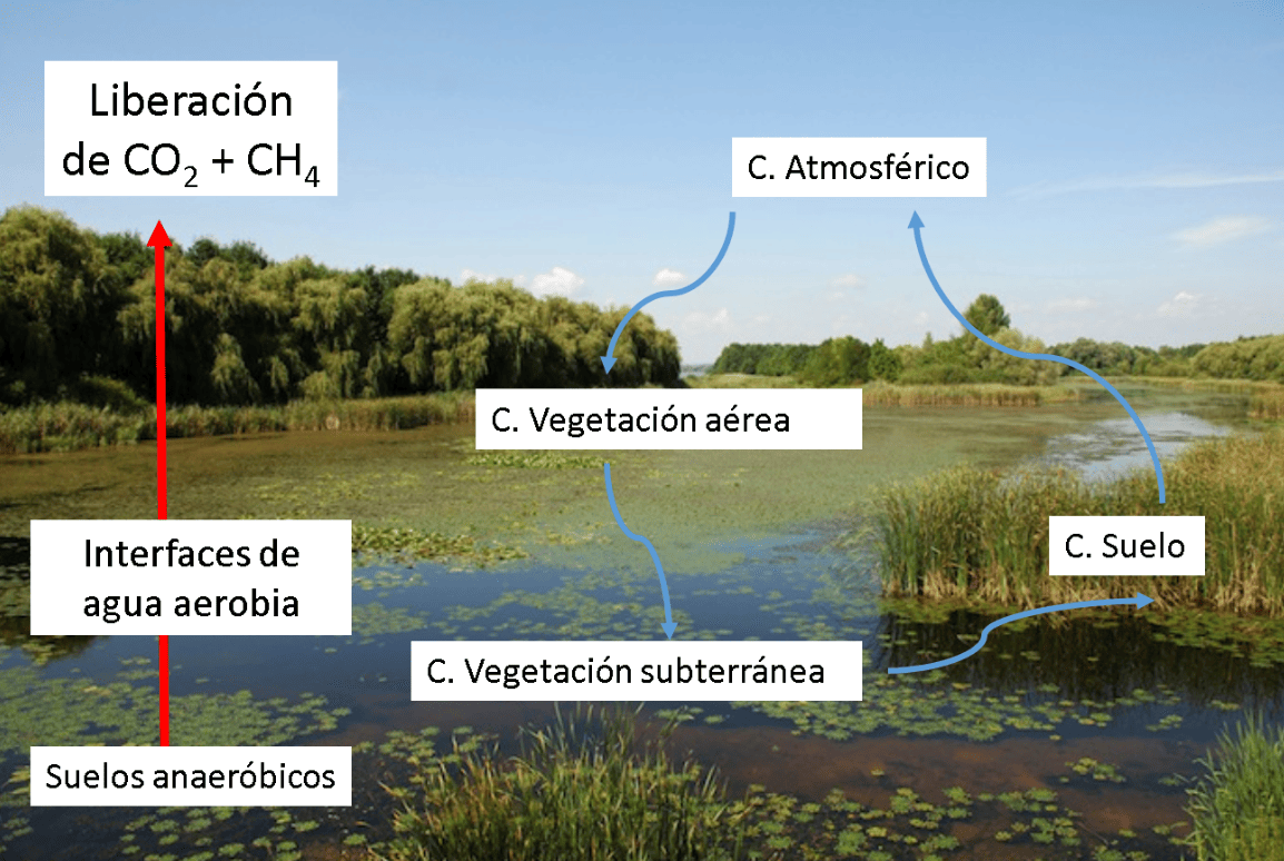 diegolunaq's tweet photo. Humedales son clave en secuestro de Carbono. Por ejemplo, vegetación fija CO2 de la atmósfera y lo convierten en carbono orgánico. Se han reportado productividades de 0.4 hasta 32 mg de Carbono por ha/año. https://t.co/fTFFeMgRa6