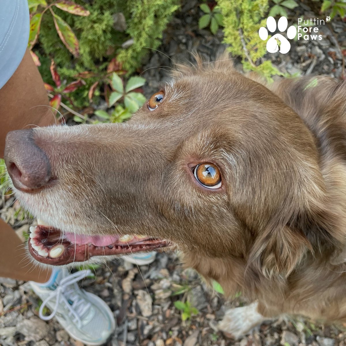 puttinforepaws's tweet photo. Happy Friday! 🐶💚

Secure your tickets for Drive, Dine, and Dogs by clicking the link in the description 🎟️

#EdmontonHumaneSociety #EdmotonGolf #EdmontonEvents #ExploreEdmonton #YegLife https://t.co/kSUu2RX6gG