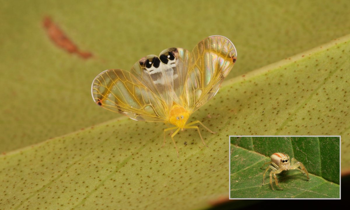 sinobug's tweet photo. So smart...
Derbid Planthopper (Rhotana sp., Rhotanini, Derbidae)
By virtue of their wing markings and postures, these tiny plant hoppers are believed to be mimicking jumping spiders (Salticidae).
#insect #China #Yunnan #Hemiptera #entomology #itchydogimages #mimicry https://t.co/IOPnibi361