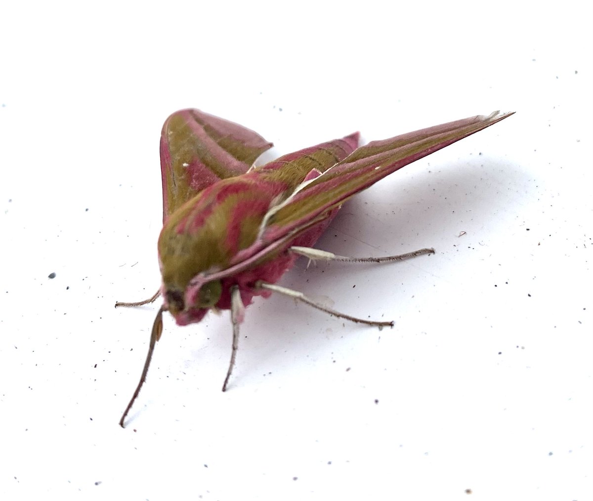 WildHethersett tweet media