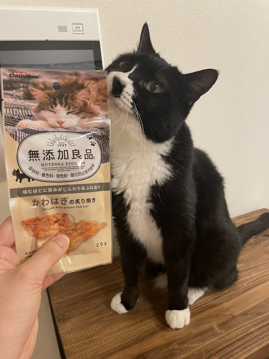 mayoineko_ike's tweet photo. 子猫たちの誕生日プレゼント届いた🥰 https://t.co/K84ArZA4GZ