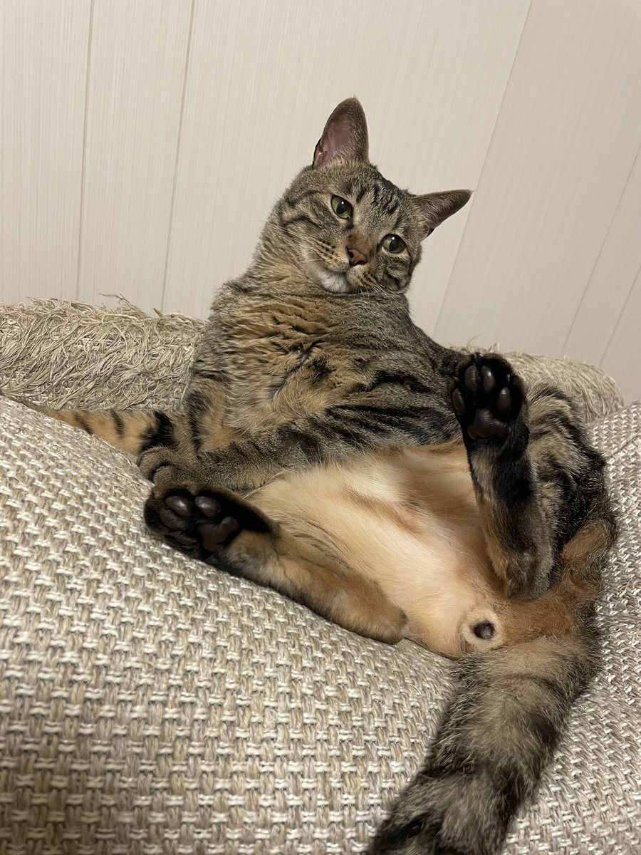 mayoineko_ike's tweet photo. 最近の、溶けてる感じの。 https://t.co/J6RpiCzkns